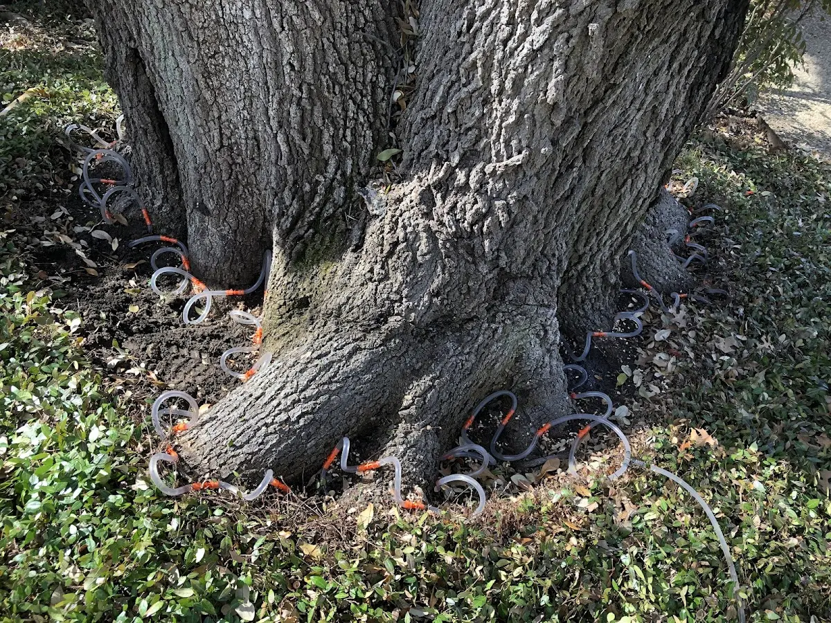 Detailed Tree Cabling and Bracing job site in Glenrock