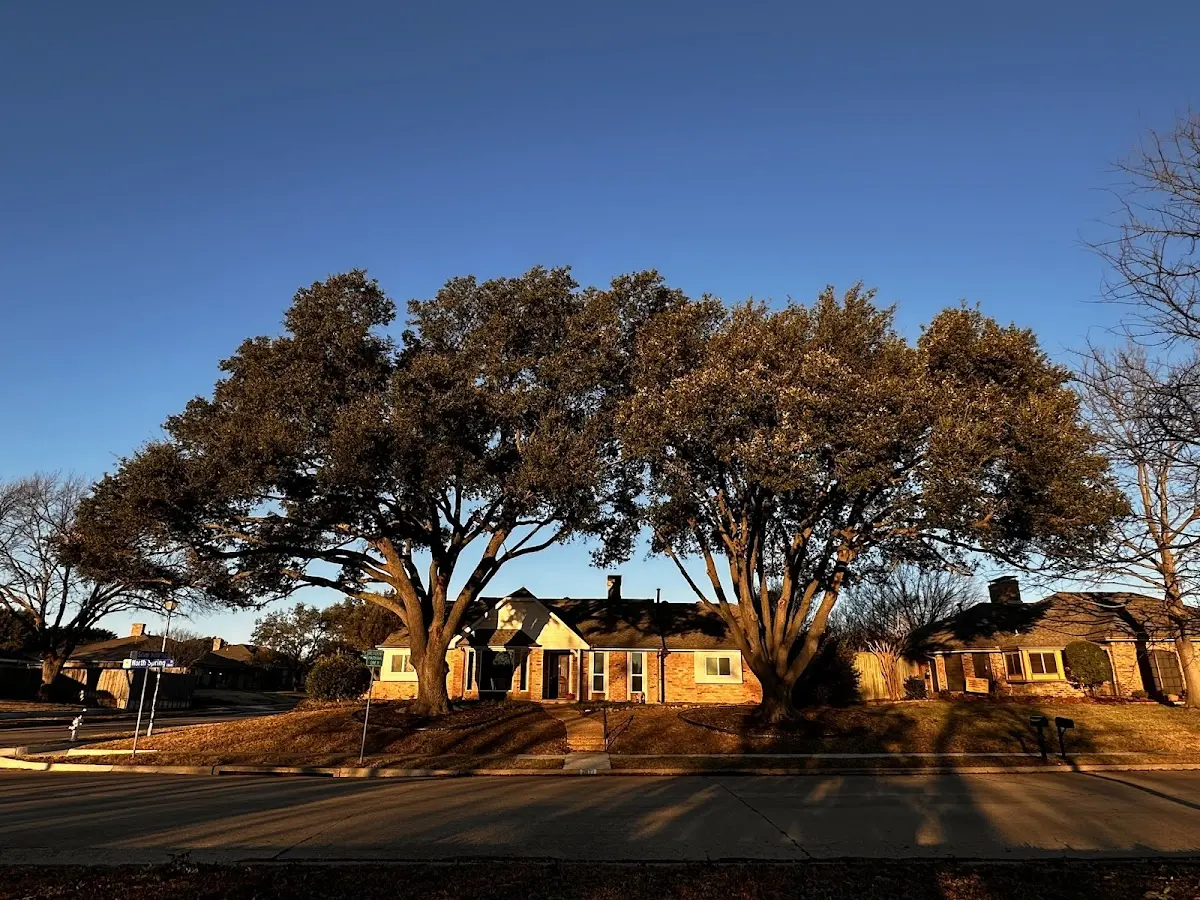Established residential canopy tree shading a home in Glenrock