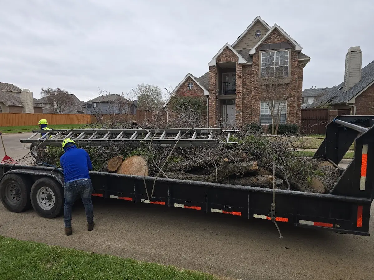 Expert Tree Pest Control with proper safety equipment in Glenrock